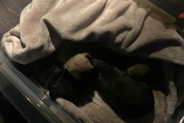 Four suspected thieves remain in custody after a stolen litter of French Bulldog puppies and an adult dog were recovered by police on the M61. Photo: Lancashire Police