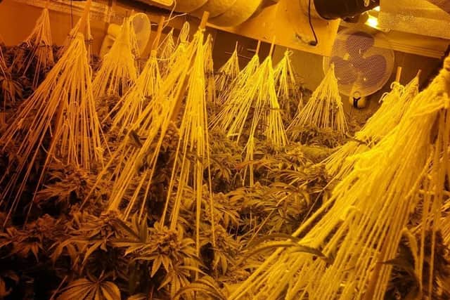 Police said a "substantial" cannabis grow has been discovered, spanning both floors of a semi-detached home in Little Eccleston, on Wednesday, December 30. Pic: Lancashire Police