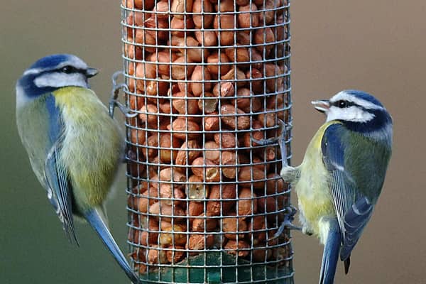 The RSPB Big Garden Birdwatch takes place from January 29 to 31