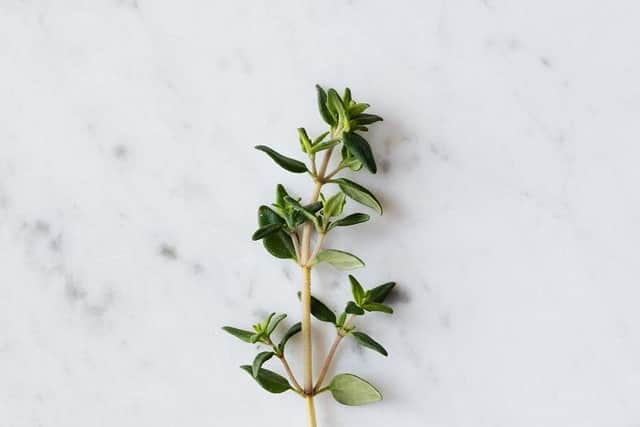 Thyme