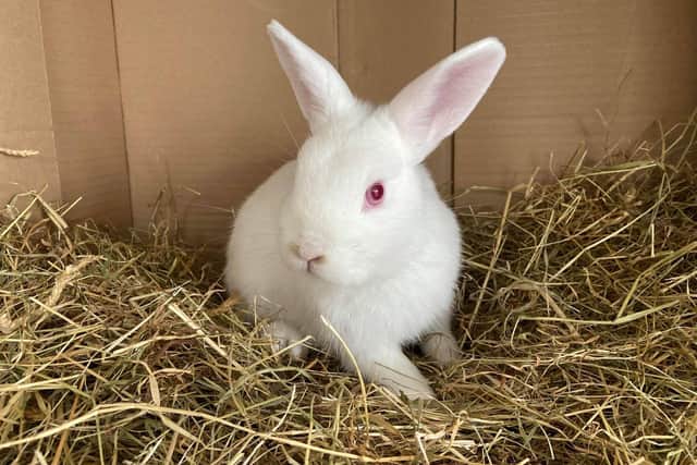 This cute rabbit needs a new home