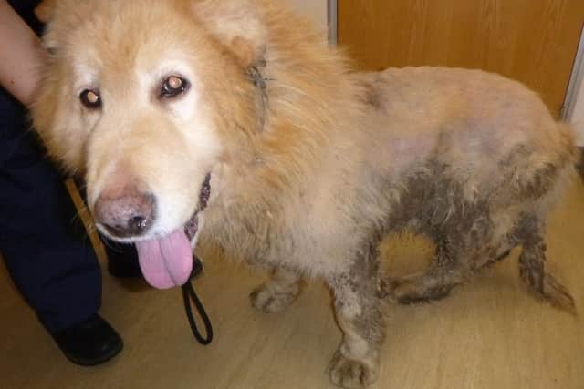 Storm had been badly neglected by his owner, Tracy Shaw. Picture by RSPCA