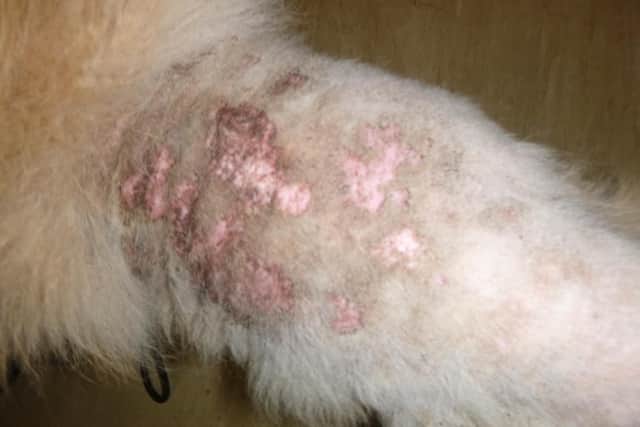 Storm's skin was infected and covered in sores. Picture by RSPCA