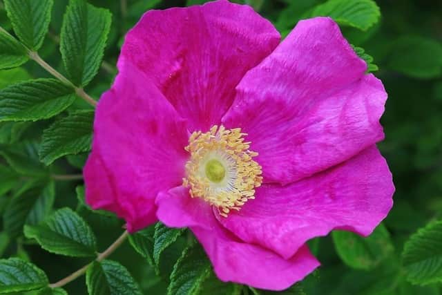 Rosa rugosa comes into bloom in late spring and early summer