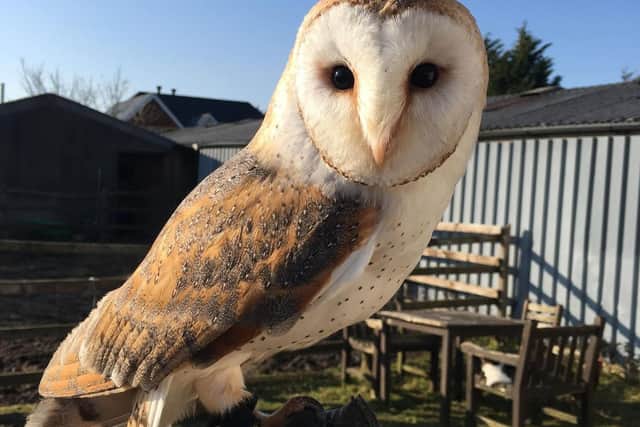 A desperate search has begun for missing barn owl Maus, who escaped from Hugo's Small Animal Rescue and Sanctuary's Grange Road, Hambleton branch yesterday. Photo: Bailey Lister