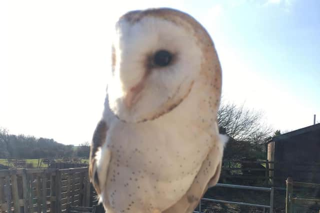 A desperate search has begun for missing barn owl Maus, who escaped from Hugo's Small Animal Rescue and Sanctuary's Grange Road, Hambleton branch yesterday. Photo: Bailey Lister