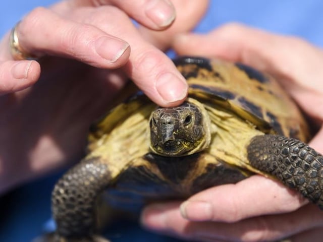 He may be tiny, but Herbert causes big trouble for his owners