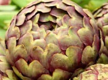 Artichoke