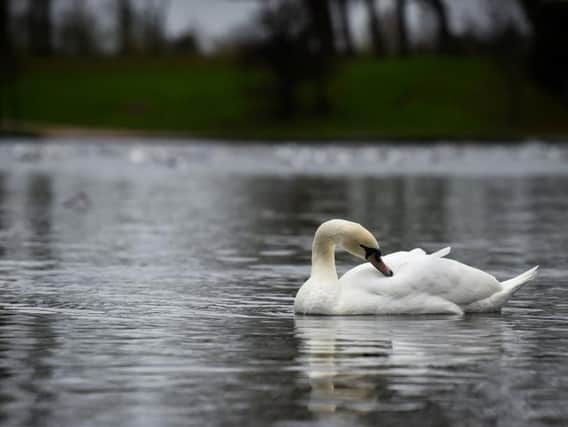 A swan in Stanley Park