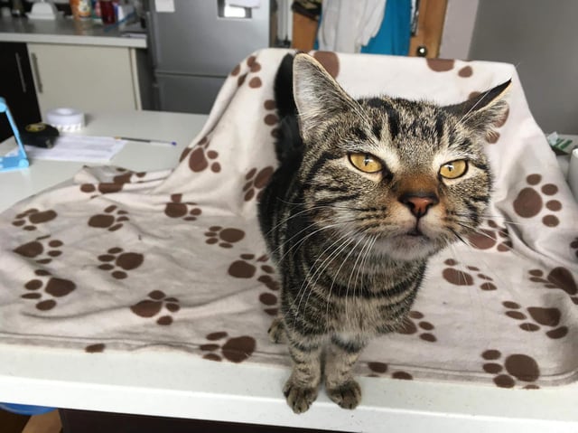 The stray may have used up one of his nine lives!