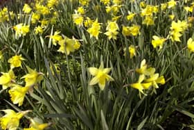 Spring daffodils