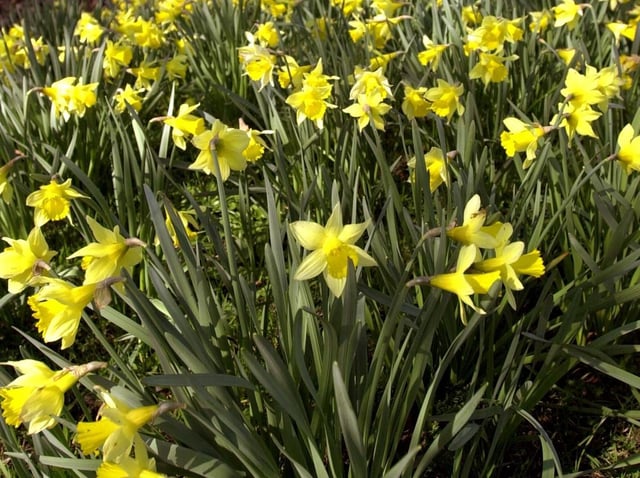 Spring daffodils