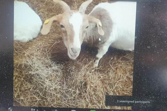 One of the goats which took part in the International Women's Day festival in Blackpool