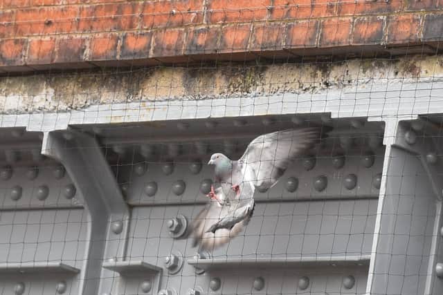 A wildlife rescue centre in Blackpool is calling for safer measures to be put in under Devonshire Road bridge, to prevent pigeons from becoming trapped behind the netting. Photo: Daniel Martino/JPI Media