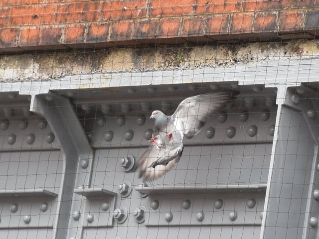 A wildlife rescue centre in Blackpool is calling for safer measures to be put in under Devonshire Road bridge, to prevent pigeons from becoming trapped behind the netting. Photo: Daniel Martino/JPI Media