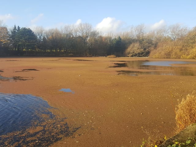 Pondweed and algae have been visible on Stanley Park lake for a number of years