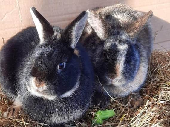 Poppy and Violet need a new home together
