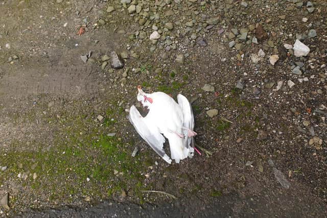 The seagull who survived a crossbow attack and continued to strut around the resort car parks looking for food scraps has died in a suspected buzzard attack.