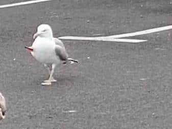 The seagull who survived a crossbow attack and continued to strut around the resort car parks looking for food scraps has died in a suspected buzzard attack.