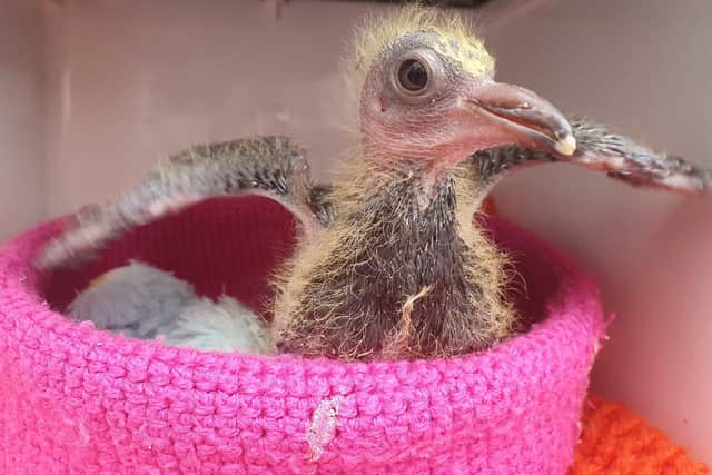 Brambles Wildlife Rescue takes in many injured or sick birds to rehabilitate them, in the hope they can be released back into the wild.
