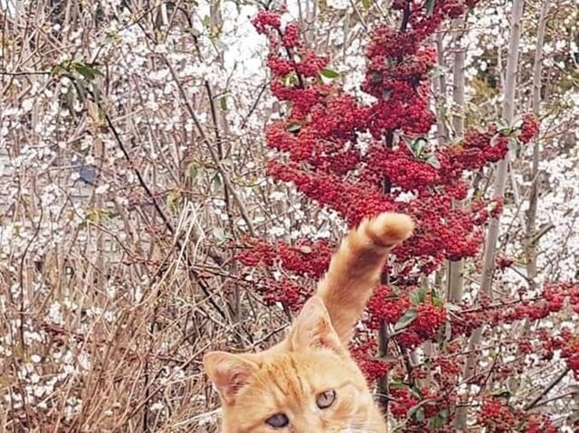 The ginger cat was due to be euthanised and was rescued from another charity. She is partially blind, has impaired hearing, and is constantly sneezing due to being a cat flu carrier. Described as 'probably the happiest cat the Ark have ever had'. Anyone visiting the Ark is likely to be approached by Grace who loves attention. Photo credit: Noah's Ark Cat Rescue and Sanctuary.