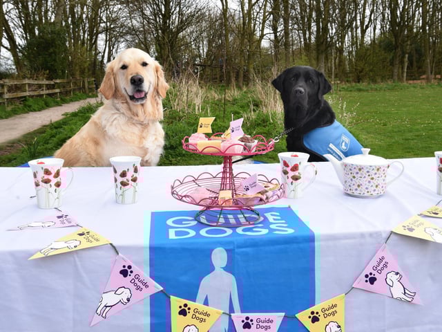 Noah (golden) and Alfie (black)