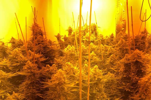 Hundreds of mature plants were discovered over three floors of a building in Wellington Road, Blackpool on Monday (March 2). Pic: Lancashire Police