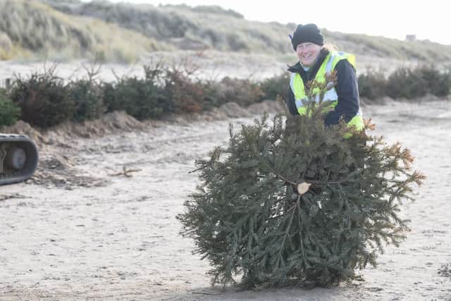 Around 1,800 trees were buried in the sands at St Annes last year.