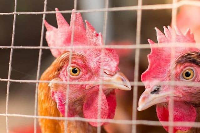 A British person has been infected with bird flu for the first time, the UK Health Security Agency (UKHSA) has confirmed