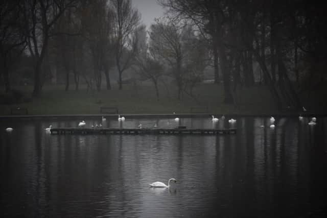 The number of swans in Stanley Park has fallen by 40%