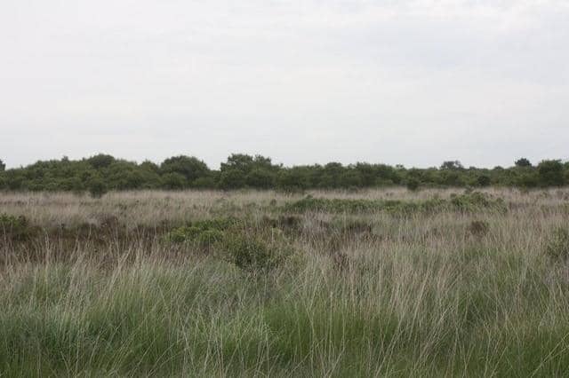 Peatland at Winmarleigh Moss, near Garstang