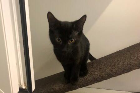 I am the all black kitten with the dazzling amber eyes that I am sure my new family will fall in love with ♥.