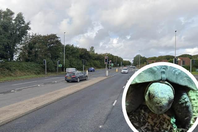 Tortoise found crossing Amounderness Way in Blackpool is reunited with his owners