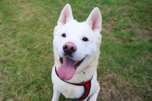 Frankie is looking for a family and home this week. Photo: Dogs Trust Leeds