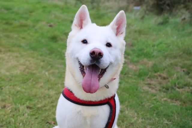 Frankie is a beautiful 1 year old Akita who has had quite a difficult start to life. She has never known life outside of a rehoming centre so will need patient adopters who will help to slowly transition her to a home life. Although she can be shy to start with, she is very friendly and loves to be around her friends. She enjoys having doggy friends out and about, but she isn't ready to share her home with any other pets yet. She enjoys playing with her toys and everyone who knows her absolutely adores her!