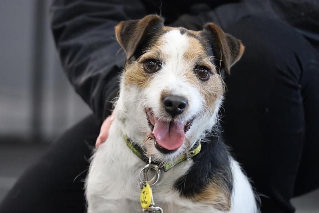 Patch is a handsome 8 year old Jack Russell who needs quite a specific home with adopters who already love the breed, will understand his needs and work with our team to slowly settle him in to his new life. He's got a classic Jack Russell personality, as in he likes to explore and sniff out as many critter smells as possible! Although he is very friendly once he's gotten to know you, he needs a slow introduction before he feels confident. He'll never be a lap dog as he just isn't too fussed for physical contact, but his lust for life and training is lovely to see. He has a number of general worries which our team have been working on, such as being reactive when he sees other dogs.