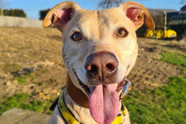 Nellie is bright and bubbly lad who is 3yrs old. He is really friendly with everyone and has a very playful personality. He is manageable around other dogs but needs to learn some manners as not all dogs appreciate his 'bull in a china shop' approach to saying hello! He's a smart lad who needs to be kept busy, so his adopters will need to keep him occupied with fun training tasks and exciting walks. He travels fine in a car and is already housetrained. In confident hands this super fun boy has loads of potential.