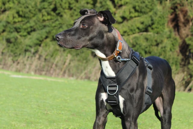 If you're looking for a fun and energetic dog and have a real passion for training, then let us introduce you to Beau. He's a 1-year-old Lurcher who is bursting with potential. A very unsettled start to his life has left him with some anxieties that his new family will need to understand and help him work on. He's a very friendly lad and likes plenty of fuss and attention but can get overly giddy. Being rather strong, this does mean that being around young children wouldn't be suitable. Over 16's will be fine however.