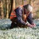 Lytham Hall's head gardener John Hornyak among the snowdrops