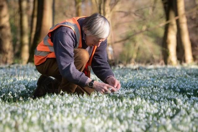 Lytham Hall's head gardener John Hornyak among the snowdrops