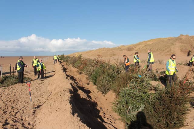Christmas trees being planted in St Annes sand dunes