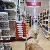 Wilko is welcoming pets in-store for the first time at 248 of its locations nationwide (Credit: Wilko)