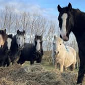 The new arrivals at World Horse Welfare Penny Farm