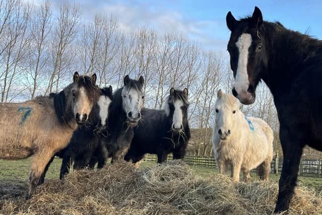 The new arrivals at World Horse Welfare Penny Farm