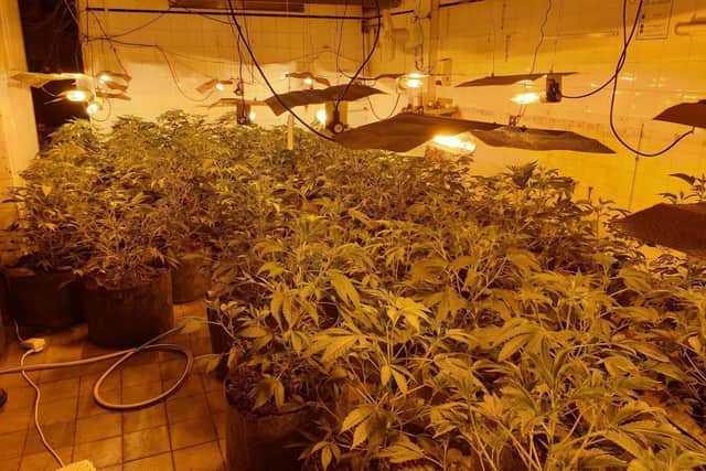 Police unearthed cannabis plants in the Foxhall Square area of Blackpool