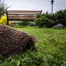 Urban hedgehog populations have stabilised in recent years