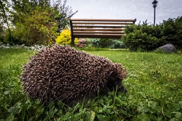 Urban hedgehog populations have stabilised in recent years