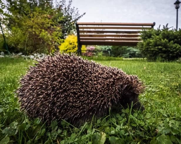 Urban hedgehog populations have stabilised in recent years