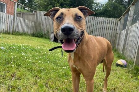 Staffy lurcher cross cheap