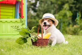Could you give up your beloved pet dog? (photo: adobe)